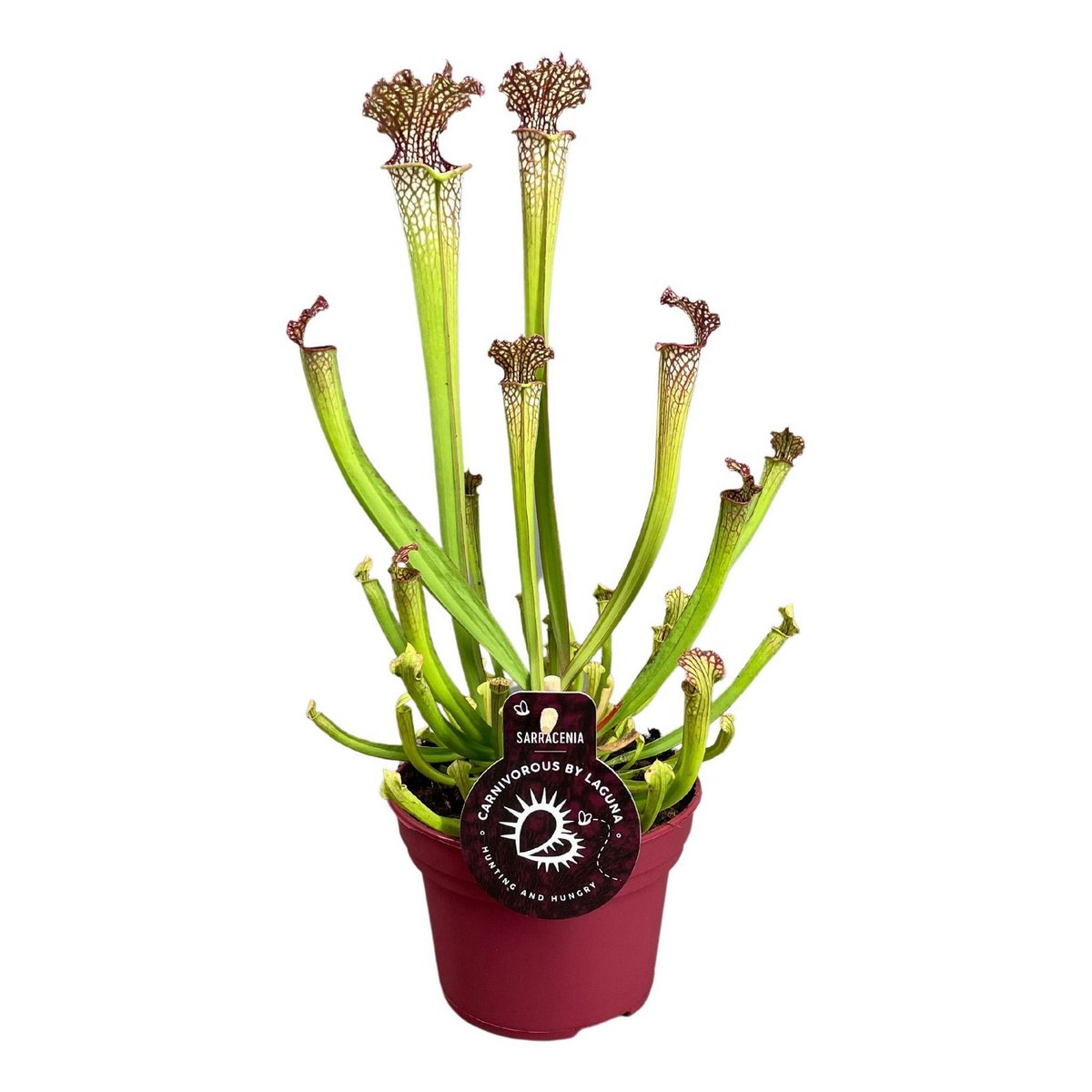 Sarracenia Farnhamii - Ø12cm - ↕40cm