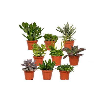 Everpring - Succulent mix - 18 pieces - 10 cm - Ø8.5