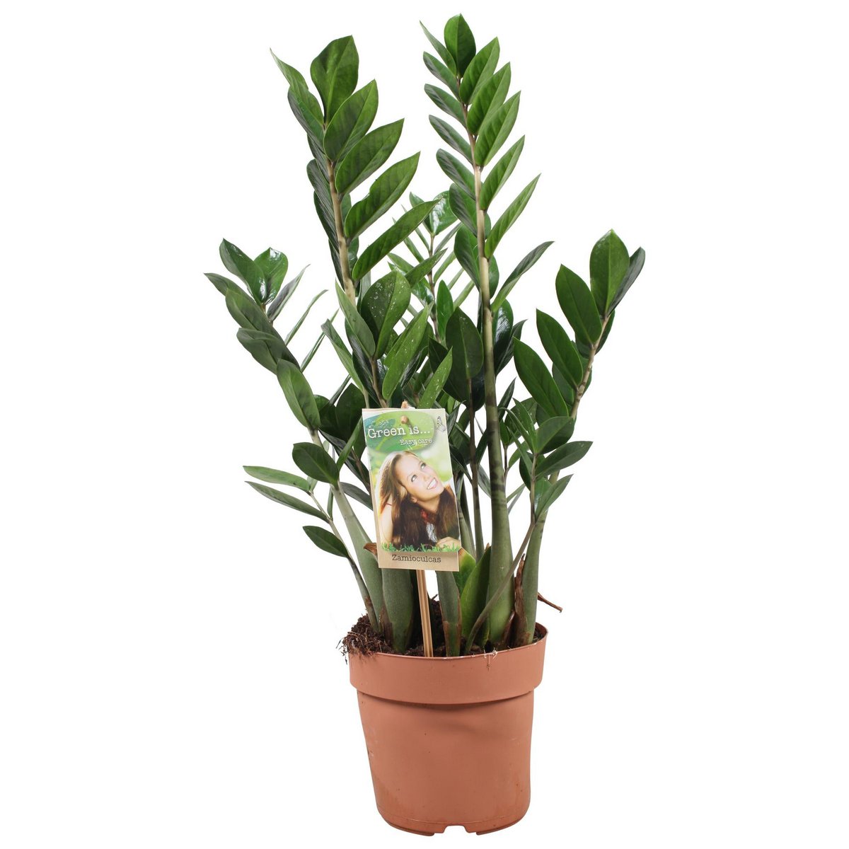 Zamioculcas 4-5 Veren - Hoogte 70-75 Cm. | [P17-H70]