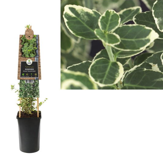Euonymus Fortunei 'Emerald Gaiety' +3.0 Label | [P17-H75]