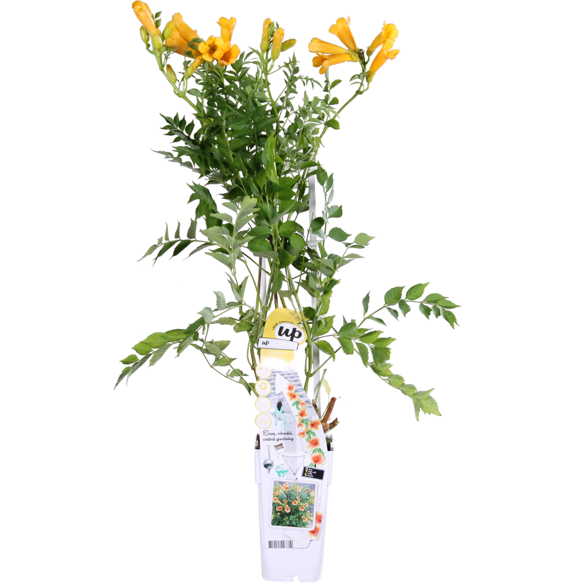 Campsis Summer Jazz 'Gold Trumpet' - ↕65cm - Ø15