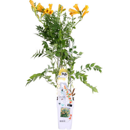 Campsis Summer Jazz 'Gold Trumpet' - ↕65cm - Ø15