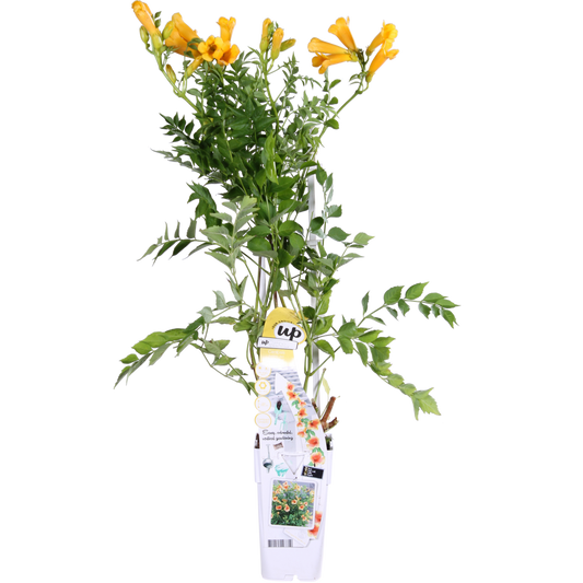 Campsis Summer Jazz 'Gold Trumpet' - ↕65cm - Ø15