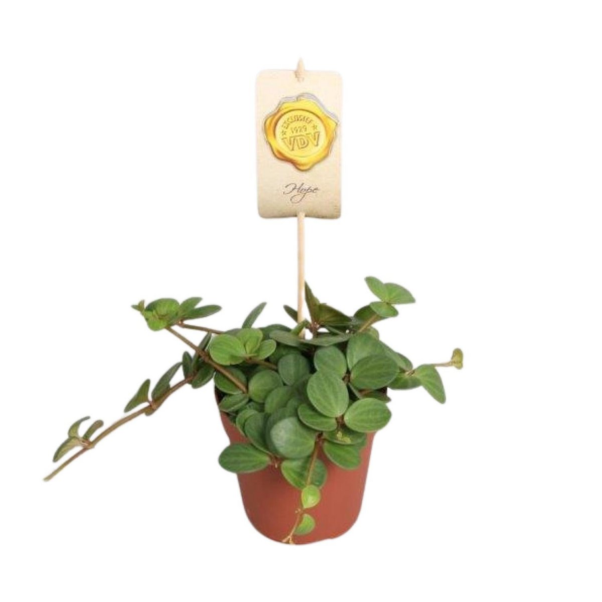 Peperomia 'Hope' | [P12-H15]