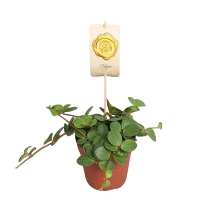 Peperomia 'Hope' | [P12-H15]