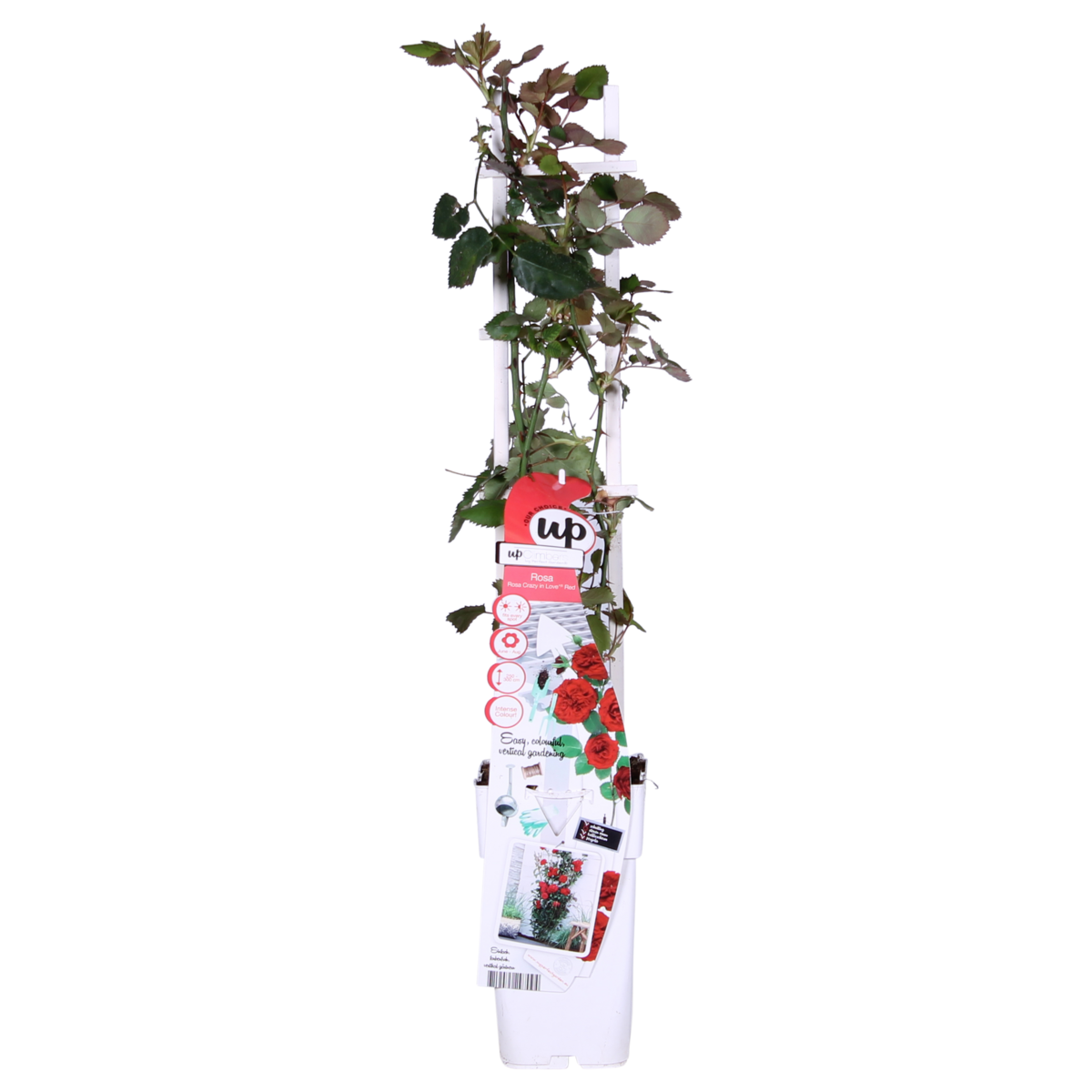 3x - Rosa Crazy in love 'Red' - ↨65cm,Ø15