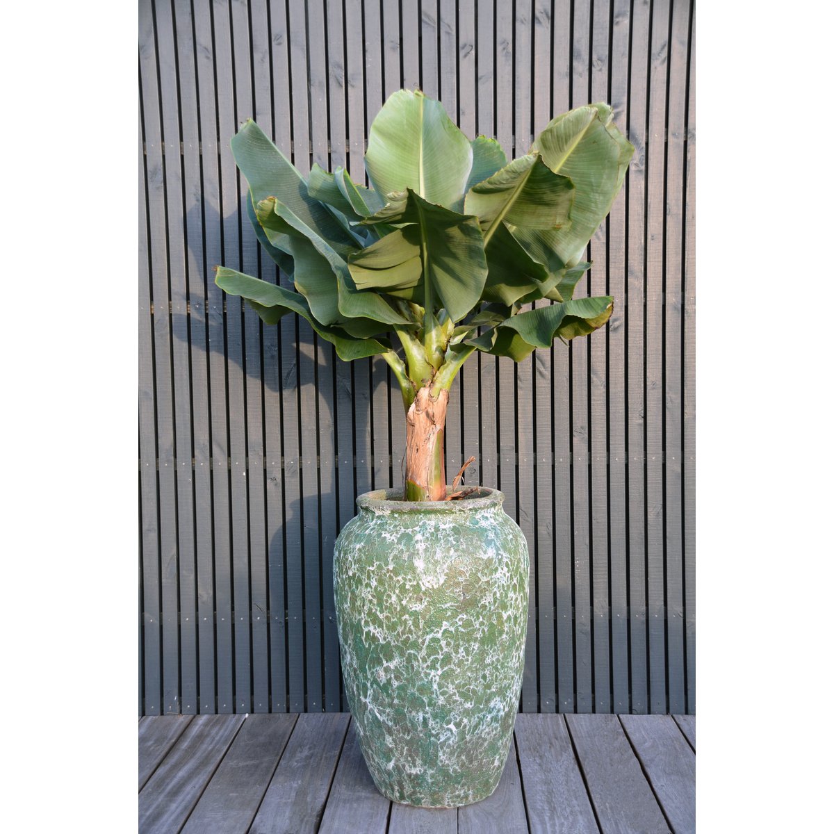 Plantenpot - Ambang relic jade