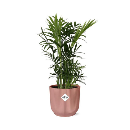 Chamaedorea Elegans in ELHO Vibes Fold 14cm pink