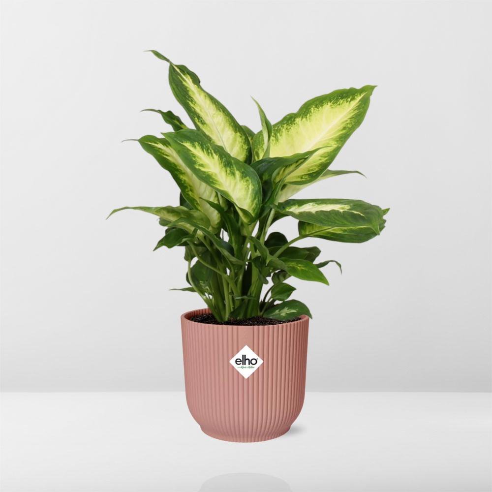 Dieffenbachia 'Camilla' in ELHO Vibes Fold 14cm pink