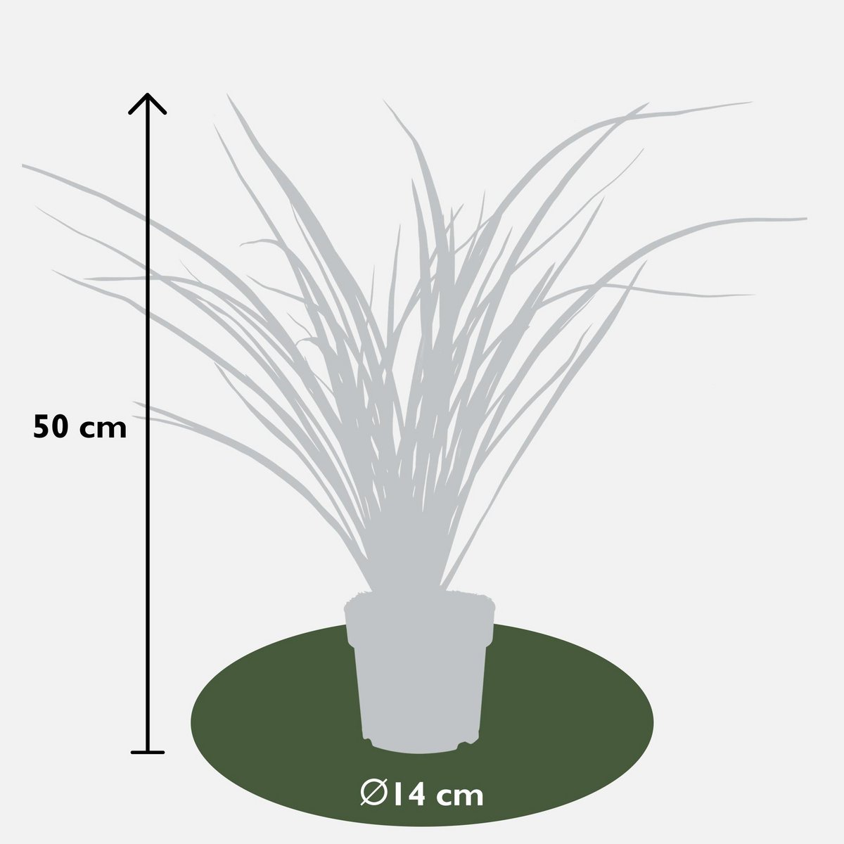 Phormium 'Rubra Nana' - ↕50cm - Ø14