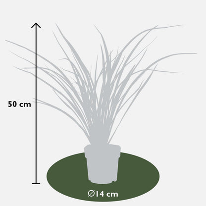 Phormium 'Rubra Nana' - ↕50cm - Ø14