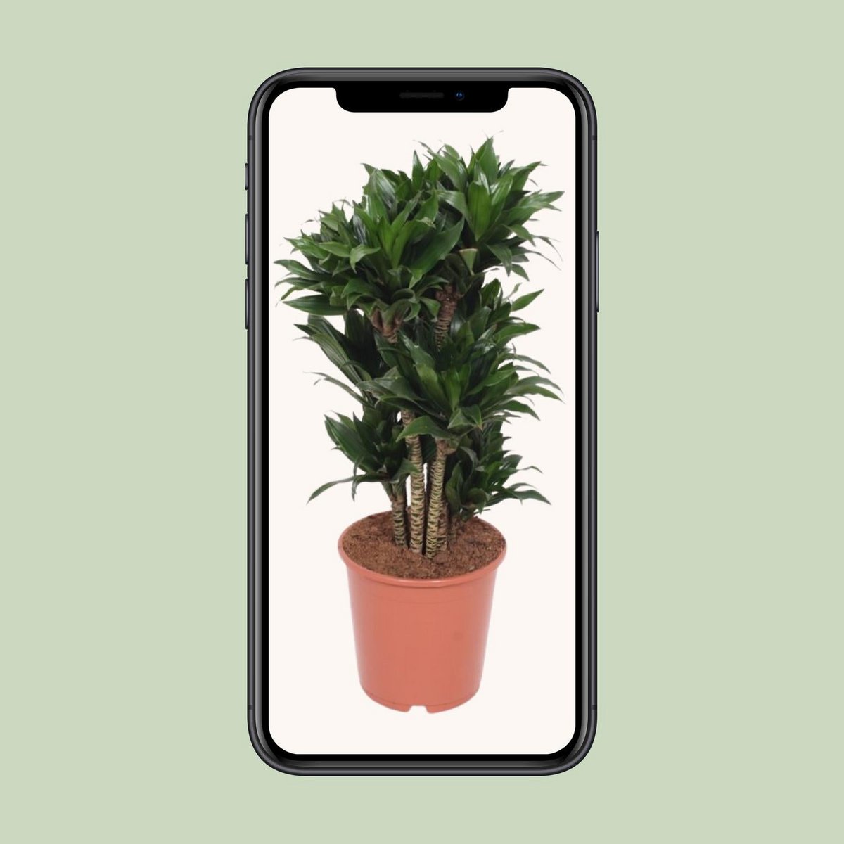 Dracaena Compacta | [P24-H80]