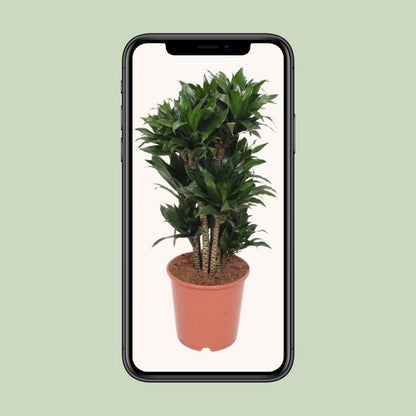 Dracaena Compacta | [P24-H80]