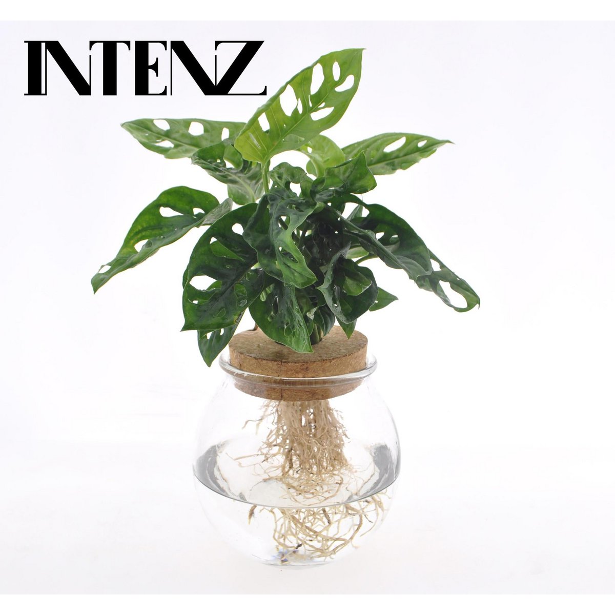 Monstera Adansonii in Bollglas - Ø12cm - ↕25cm