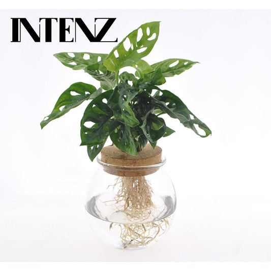 Monstera Adansonii in Bollglas - Ø12cm - ↕25cm