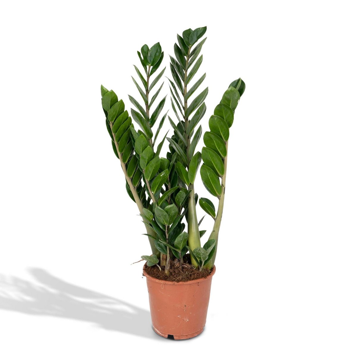 Zamioculcas Zamiifolia - Emerald palm - Ø14cm - ↕50cm