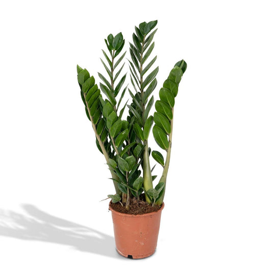 Zamioculcas Zamiifolia - Emerald palm - Ø14cm - ↕50cm
