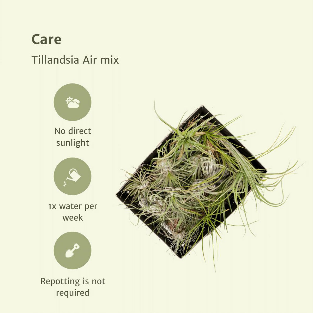 Tillandsia Air Mix - 20 Stx - 6 cm - Ø6