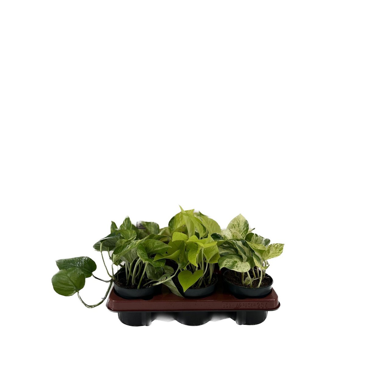 Epipremnum Mix - 6 stuks - Ø12cm - ↕15cm