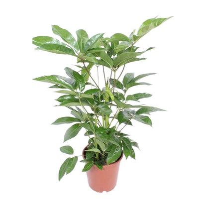 Schefflera Actinophylla 'Amate' | [P24-H100]