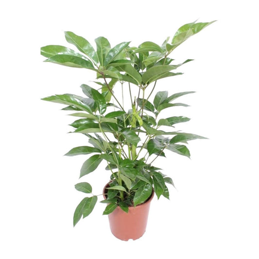 Schefflera Actinophylla 'Amate' | [P24-H100]