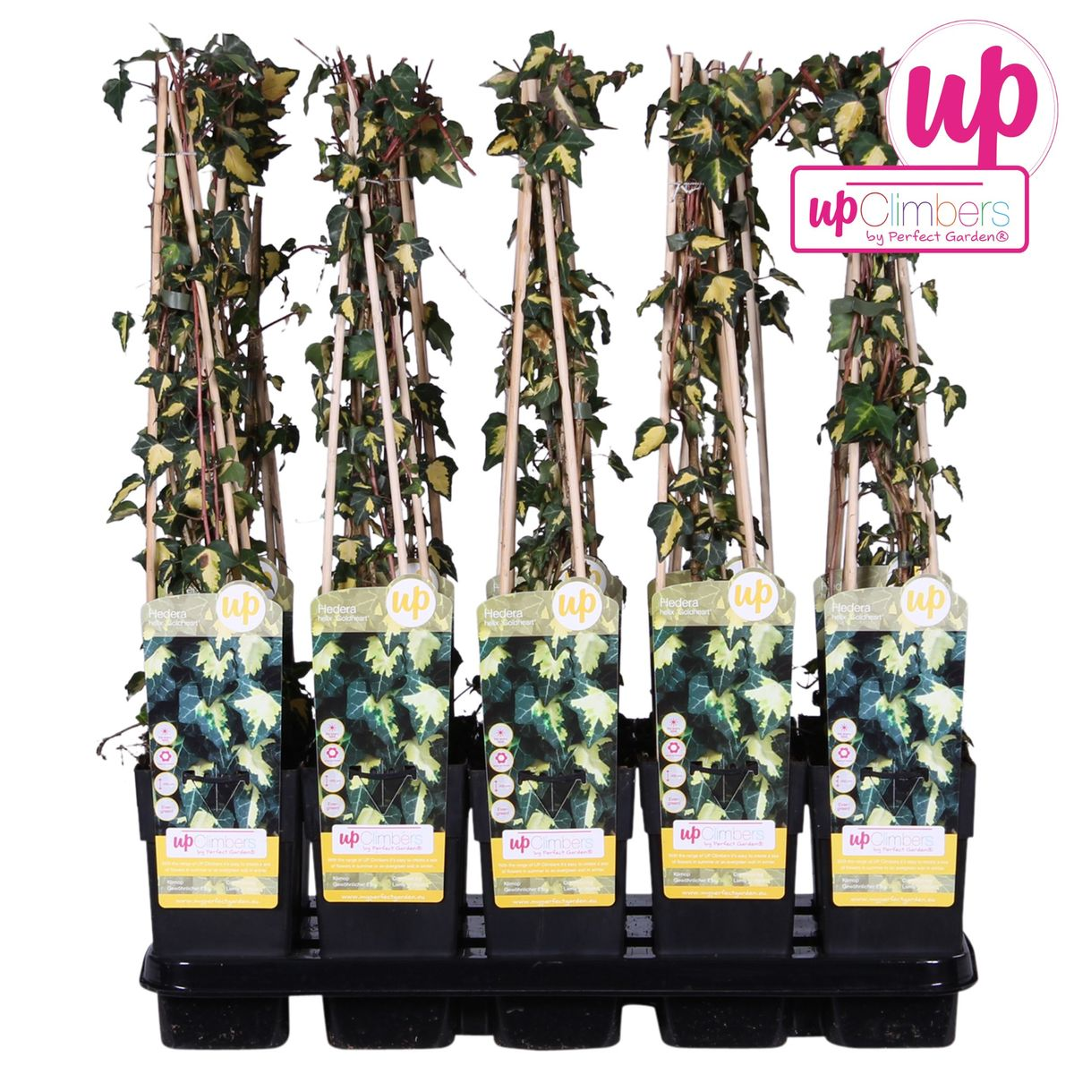 Hedera helix 'Goldheart' - ↕65cm - Ø15