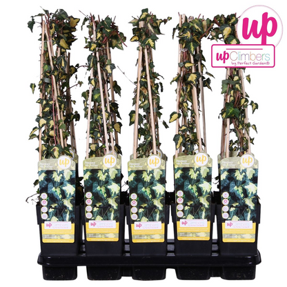 Hedera helix 'Goldheart' - ↕65cm - Ø15