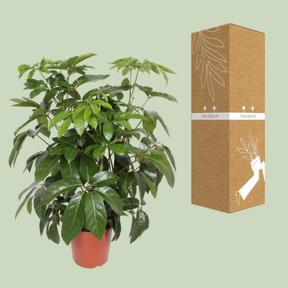 Schefflera Actinophylla ' Amate’ | [P30-H120]