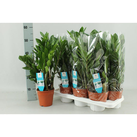 Zamioculcas Zamiifolia - Ø14cm - ↕55cm