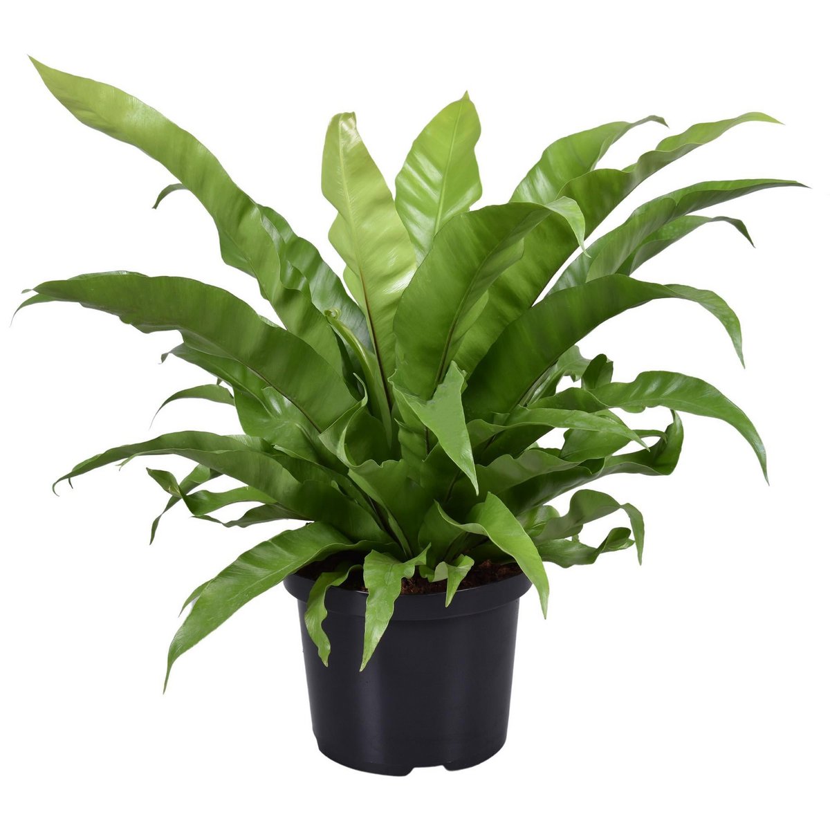 Asplenium Antiquum - Ø23cm - ↕60cm