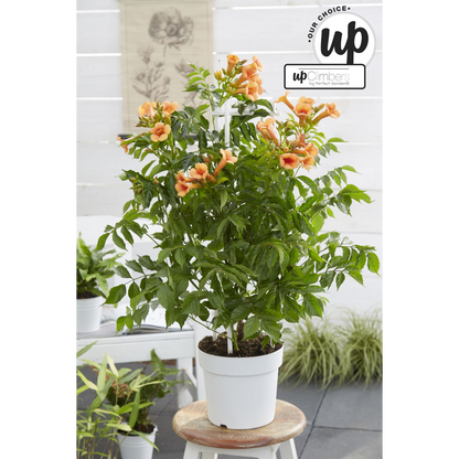 Campsis Indian Summer - Trumpet flour Orange - Ø15cm - ↕65cm - Ø15 - ↨65cm