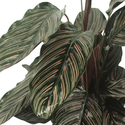 Calathea Ornata - Peacock plant - 2 pieces - ø14cm - ↕50cm