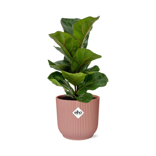 Ficus Lyrata 'Bambino' in ELHO Vibes Fold 14cm pink