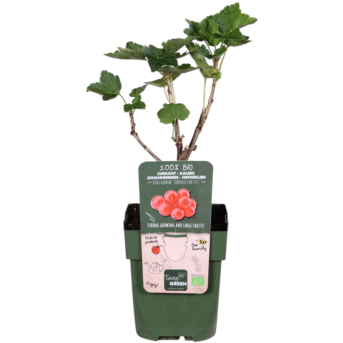 Ribes Rubrum 'Jonkheer van Tets' - ↕45cm - Ø13