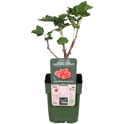 Ribes Rubrum 'Jonkheer van Tets' - ↕45cm - Ø13