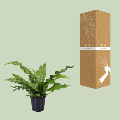 Microsorum Crocodyllus | [P17-H45]