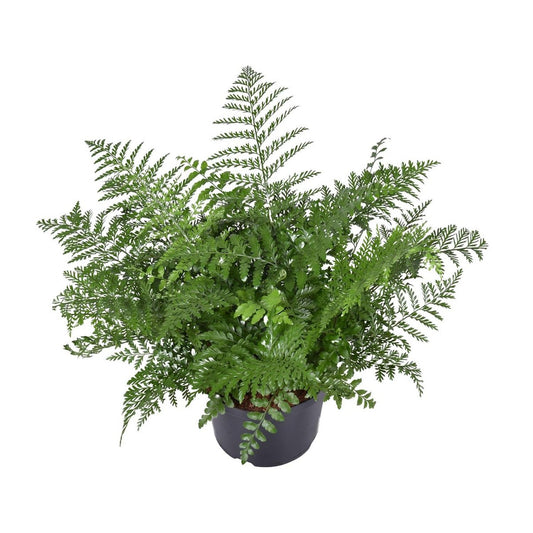 Asplenium Parvati | [P23-H55]