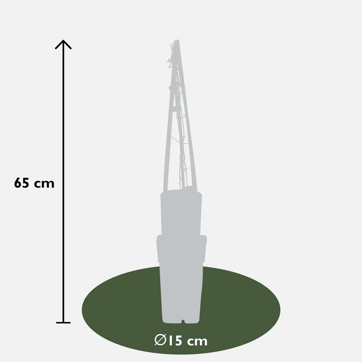 4x - Clematis Multi Blue - ↨65cm - Ø15