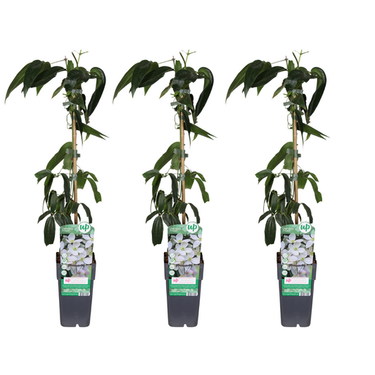 Clematis Armandii - 3 pieces - Ø15cm - ↕65cm