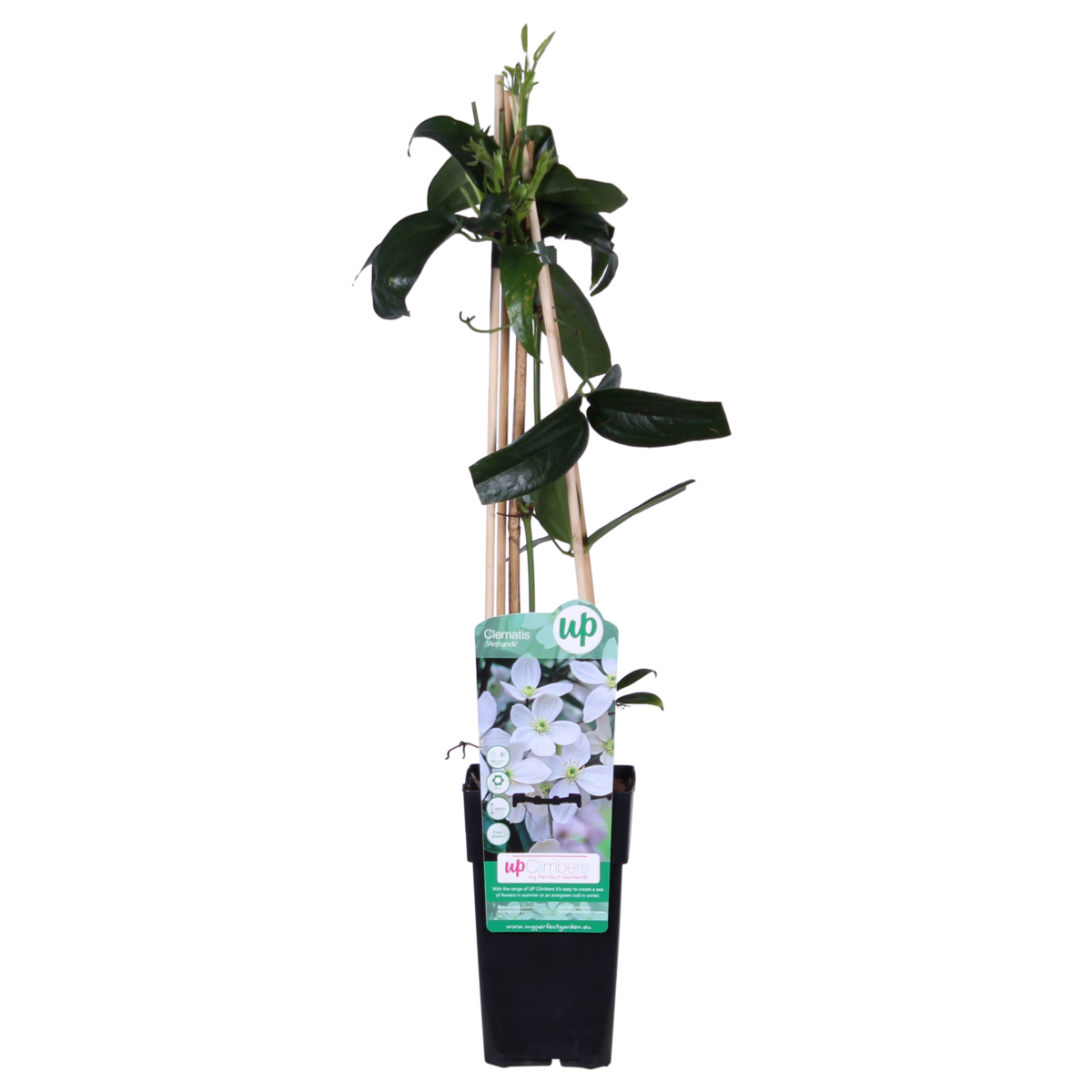 Clematis Armandii - ↕65cm - ø15