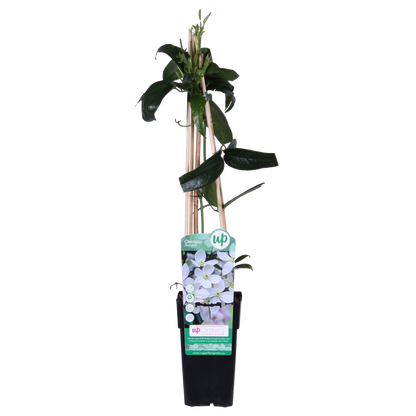 Clematis Armandii - ↕65cm - ø15