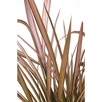Phormium 'Pink Flamingo' - ↕50cm - Ø14