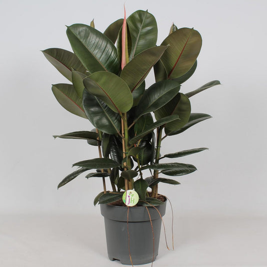 Ficus Robusta - Ø27cm - ↕90cm