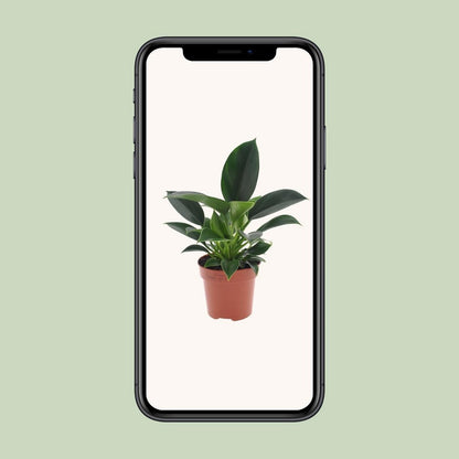 Philodendron Green Princess - Ø12cm - ↕25cm
