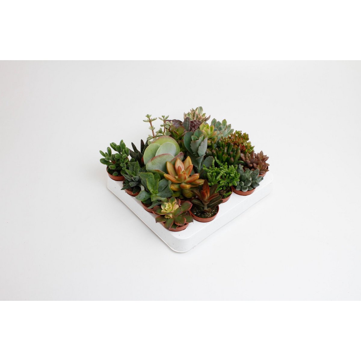 Succulent mix - 20 pieces - Ø5.5 cm - ↕10cm