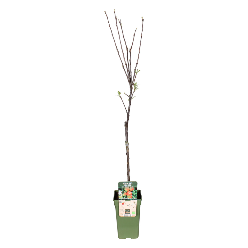 Malus Domestica Elstar - Apple - Ø19cm - ↕60cm