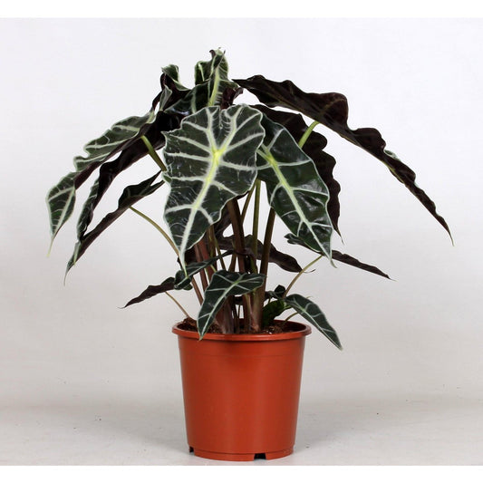 Alocasia Polly - Ø17cm - ↕45cm