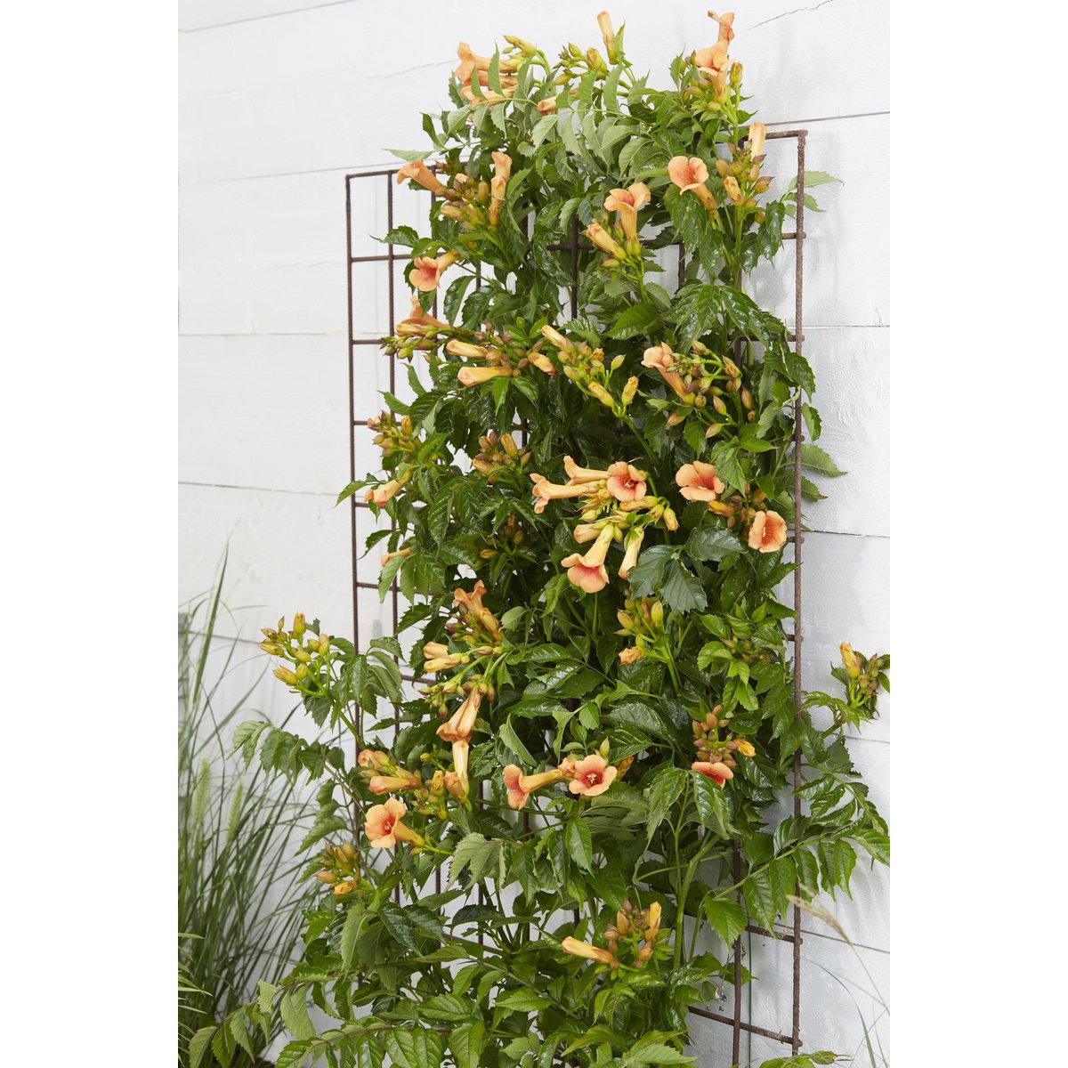 Campsis Indian Summer - Trumpet flour Orange - Ø15cm - ↕65cm - Ø15 - ↨65cm