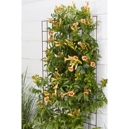 Campsis Indian Summer - Trumpet flour Orange - Ø15cm - ↕65cm - Ø15 - ↨65cm