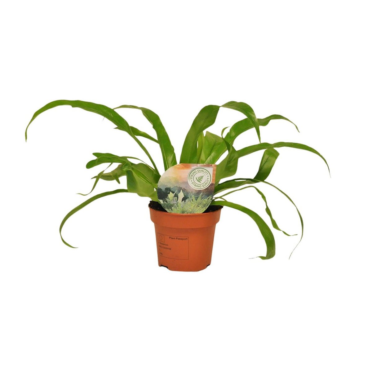 Asplenium Antiquum | [P12-H30]